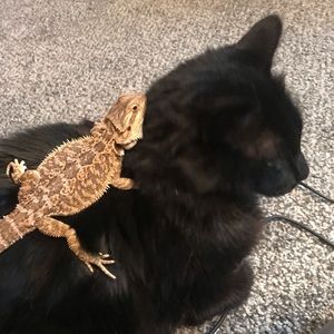 Meet your Posher, Asher